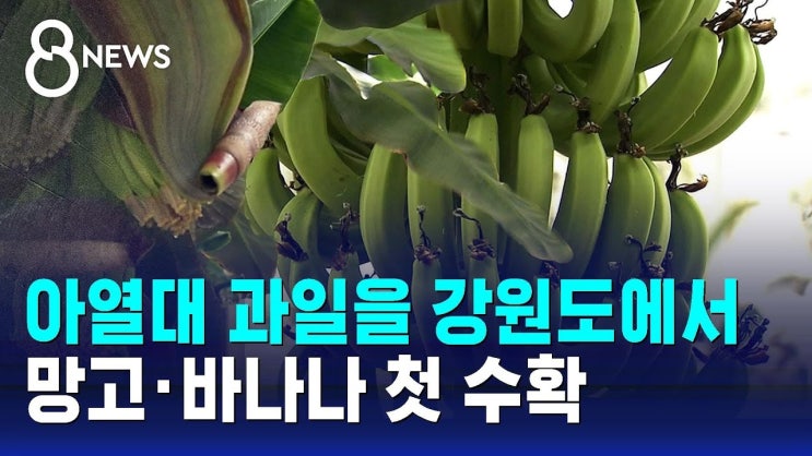 아열대 과일을 강원도에서…망고·바나나 첫 수확 아열대 과일을 강원도에서…망고·바나나 첫 수확