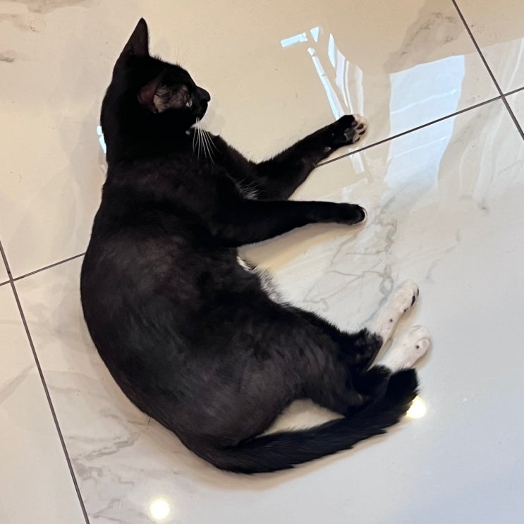  부산 수영역 카페 고양이 산책냥이 개냥이 있는 팔도시장 근처 스윗트롤