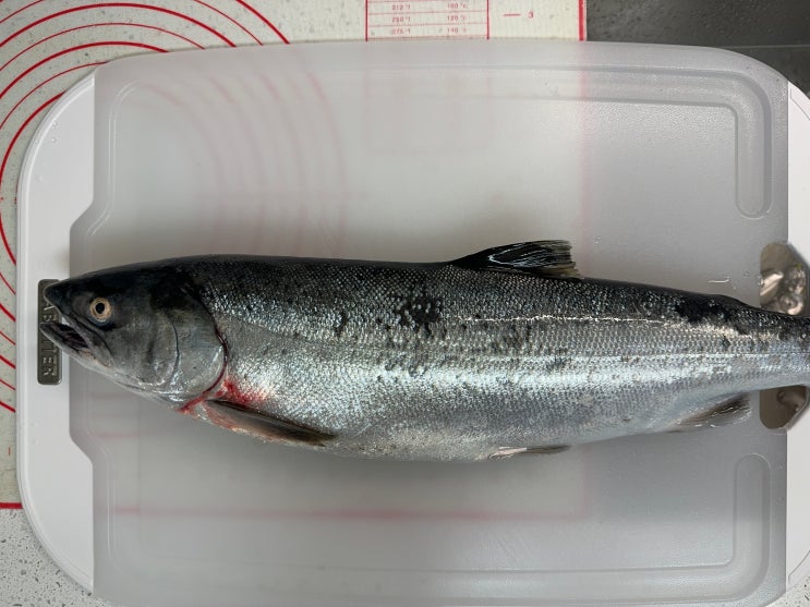  워싱턴주 은연어(Coho Salom) 바다낚시 시즌: 두 번째 조행기