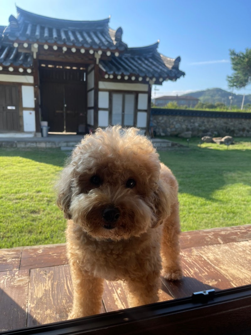 경남 진주 애견동반 한옥 숙소 지수스테이