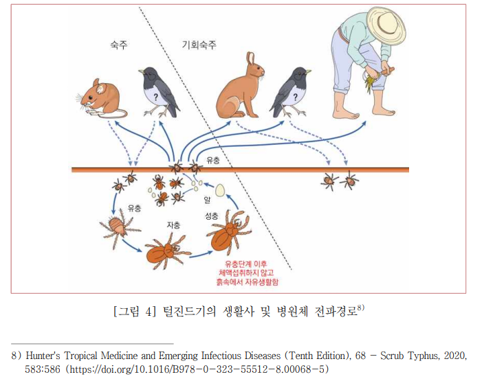 쯔쯔가무시증 (Scrub Typhus) : 개요, 발생현황, 역학적특징, 임상적 특징, 진단/신고 기준, 치료 : 네이버 블로그
