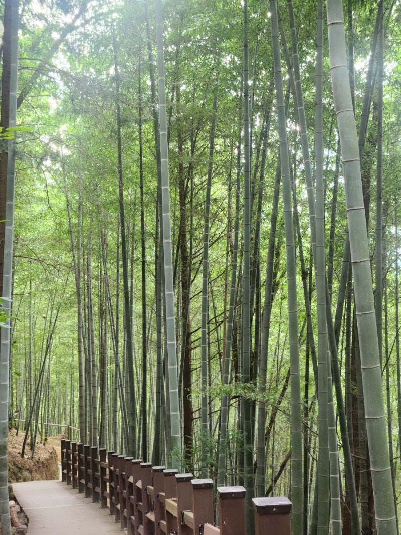 사진 2