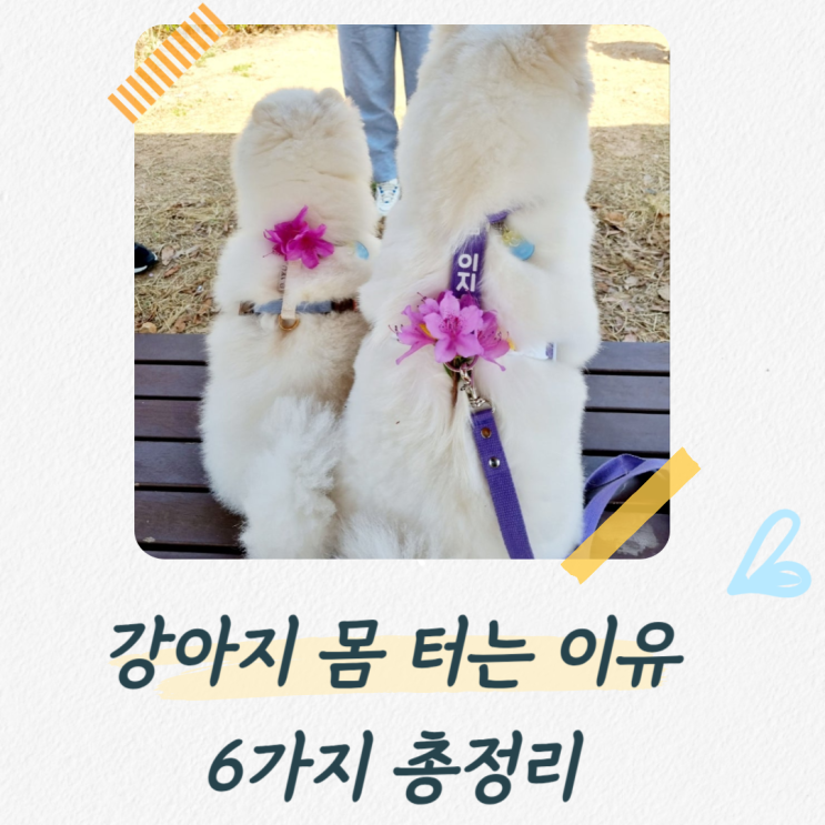  강아지가 몸을 터는 이유 6가지 총정리
