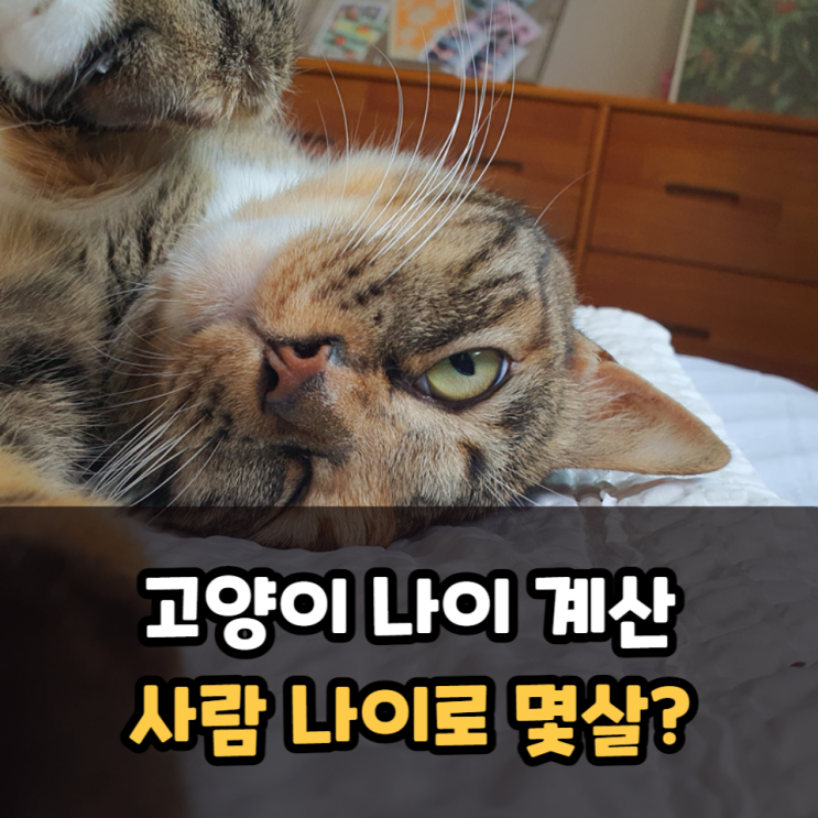  고양이 나이 추정 사람 나이 몇살
