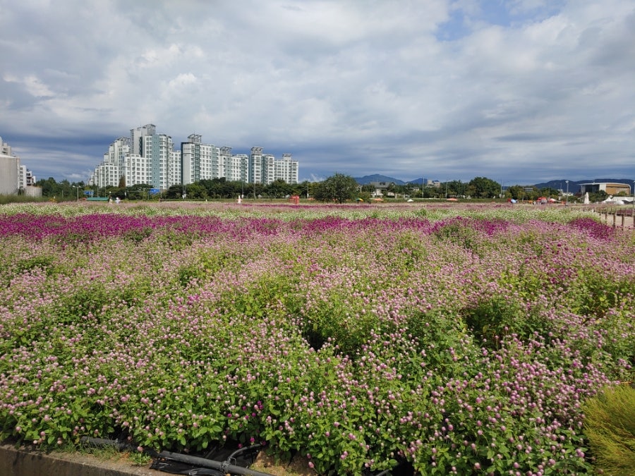 복숭아꽃살구꽃 사진 1