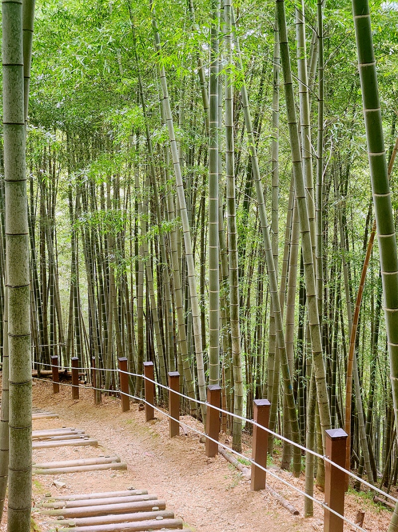 거제맹종죽테마파크