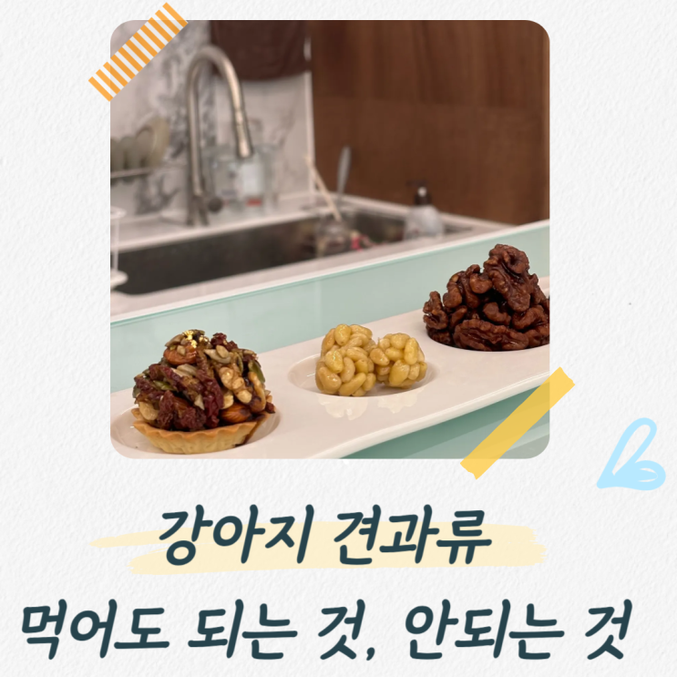  강아지 견과류 먹을 수 있을까? 실수로 먹었을 때 어떻게 해야 할까?