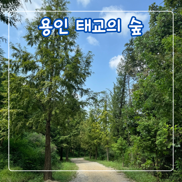  용인 맨발걷기 좋은 숲길 용인태교의숲