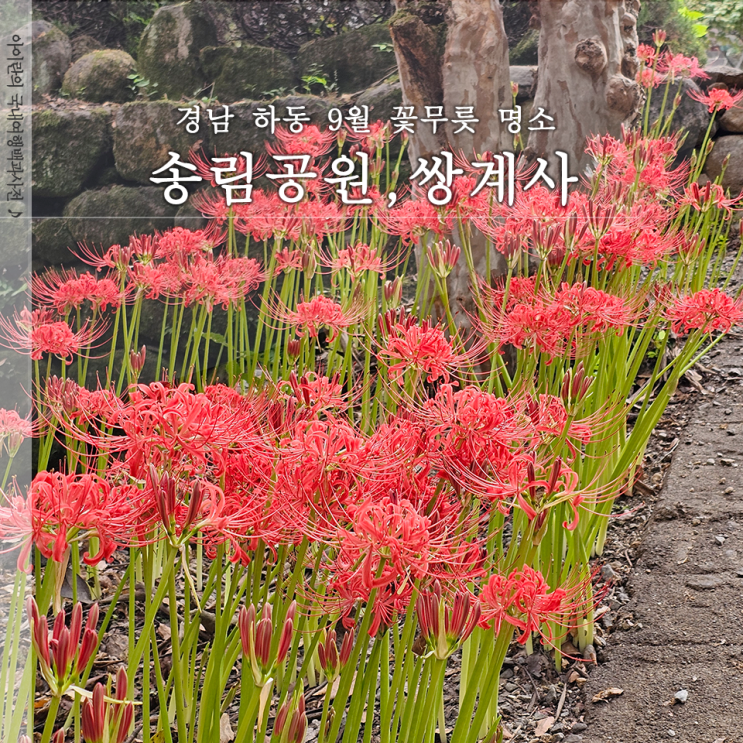  하동 꽃무릇 명소 송림공원 쌍계사 실시간 개화상태
