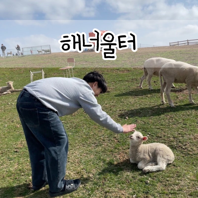 울산 해너울터 양떼목장 | 당일치기, 캠프닉, 피크닉, 아이랑 가볼만한 곳
