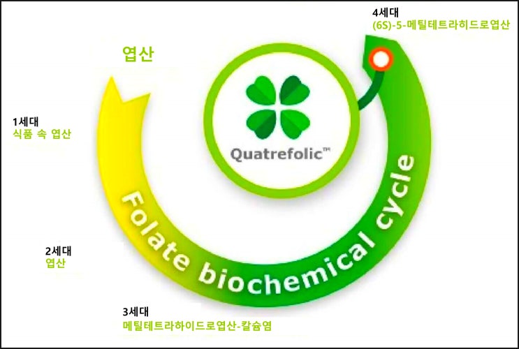  콰트레폴릭 활성엽산 호모시스테인 정상 유지 위한 영양소 챙겨 먹자