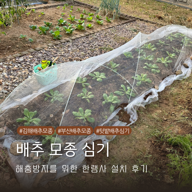  부산 경남 김해 배추 모종 구매 및 해충 방지를 위한 한랭사 설치 내돈내산 후기