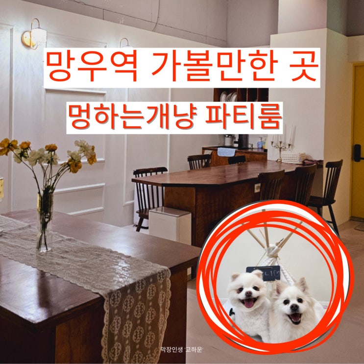  애견 동반 데이트 망우역근처 파티룸 후기