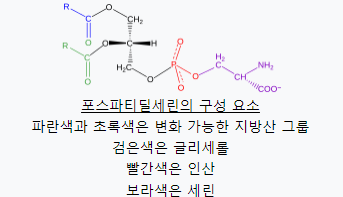  포스파티딜세린 섭취 가이드: 언제, 어떻게 먹어야 할까? 포스파티딜 세린 가격 비교 및 최저가 찾기