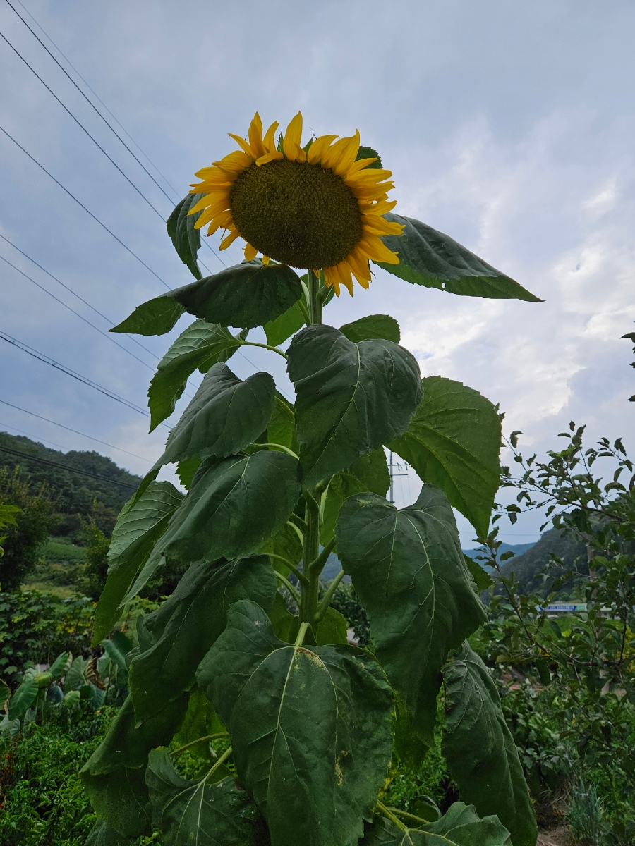 마태골 사진 4
