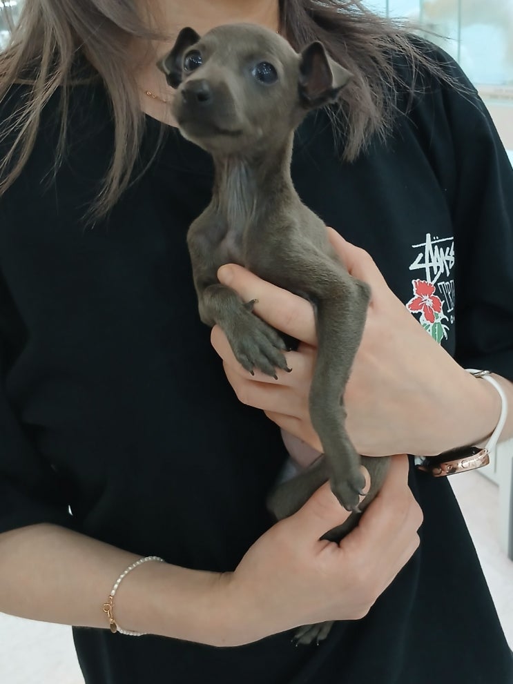  시흥강아지분양 3개월 이탈리안 그레이하운드 분양 후기