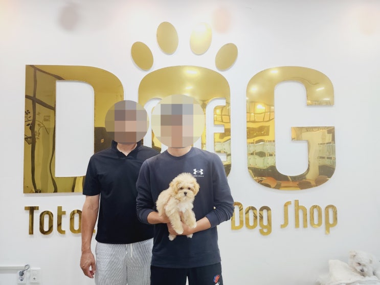  "세종시 원독 애견샵에서 말티푸 분양 완료! 세종시 믿을 수 있는 강아지 분양 추천"