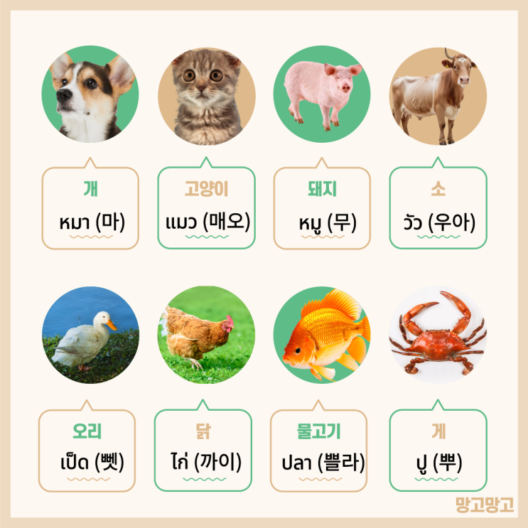  태국어 단어 공부 : 동물