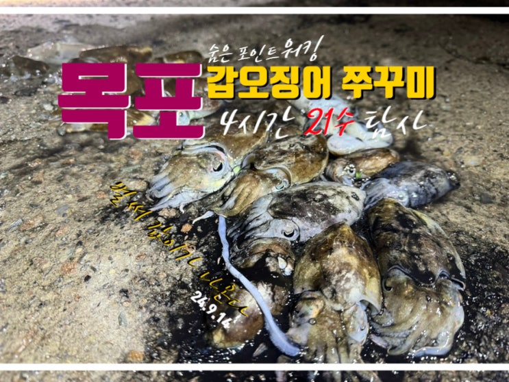  목포 워킹 갑오징어 쭈꾸미 낚시 포인트 9월 탐사