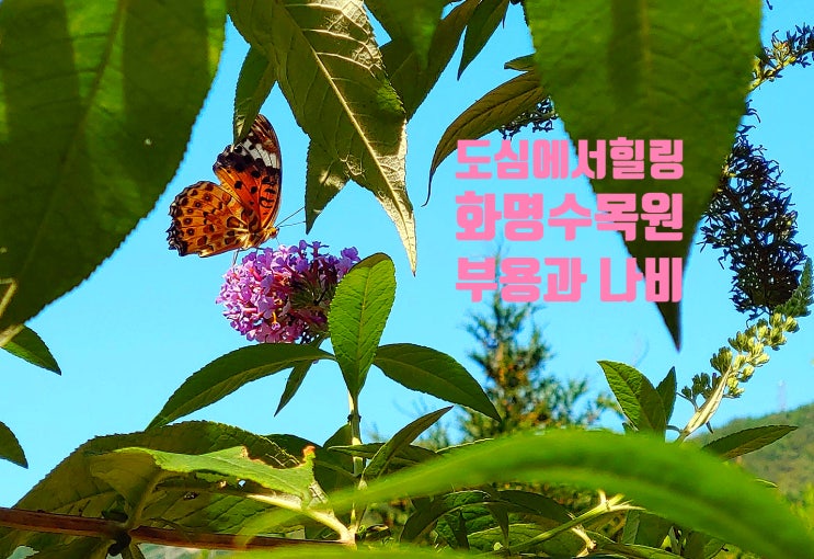  도심에서 힐링하는 방법,사진찍기좋은 화명수목원, 화명수목원 9월 부용꽃, 능금나무, 보리수나무, 화살나무,회화나무,화명수목원전망대