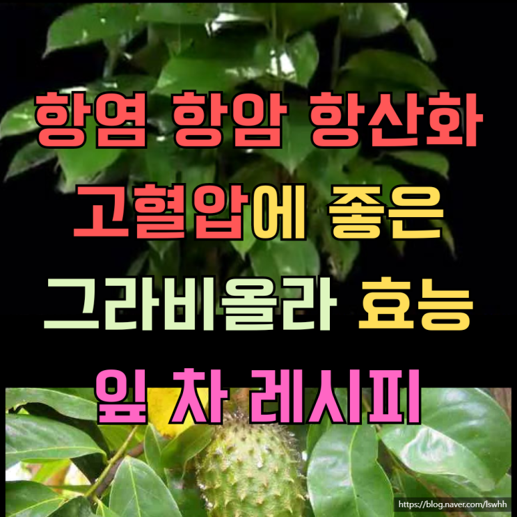  관절염, 고혈압 등 혈관 건강과 염증성 질환 및 암에 좋은 그라비올라를 아직도 모르세요? - 그라비올라 잎 차 만드는 레시피