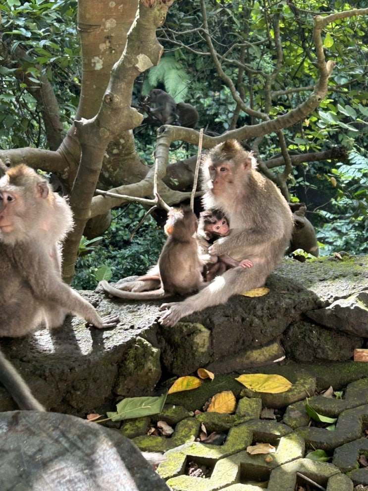  발리 우붓 여행 몽키포레스트 Monkey Forest 입장료, 주의사항