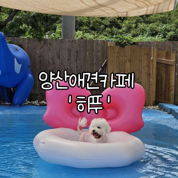  양산애견카페 '히푸(HIPPU)' | 넓은 애견운동장과 수영장이 있는 카페