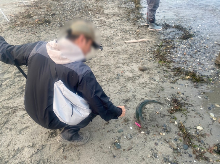  워싱턴주 은연어(Coho Salom) 바다낚시 시즌: 세 번째 조행기