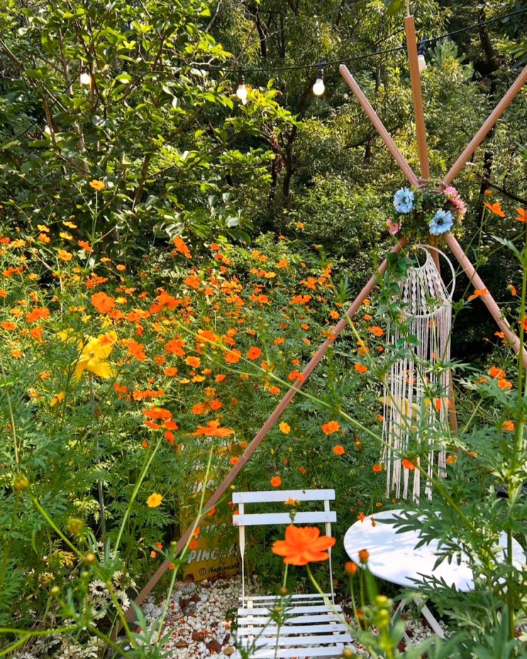  천안대형 브런치카페 풍세피노카페 황화코스모스