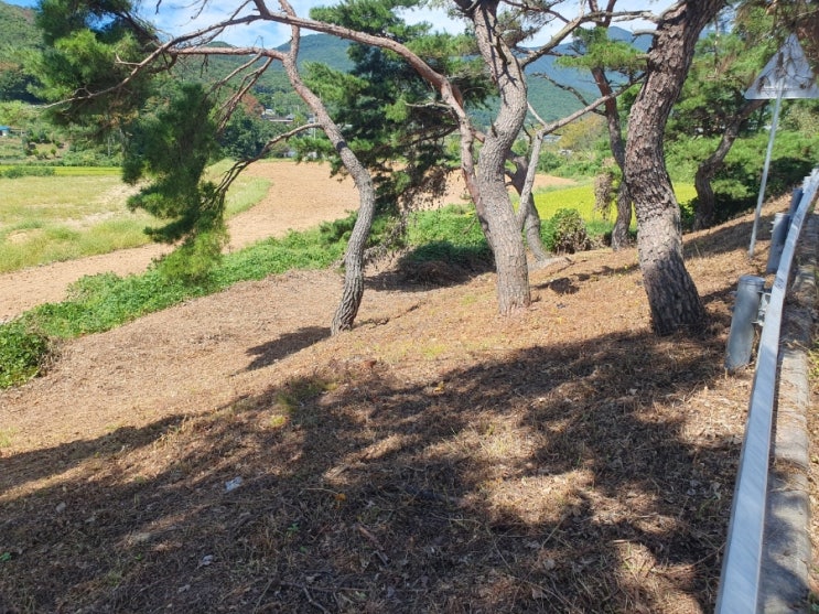  울주군 언양읍 평리 봉분2기 313평 3일차 벌초제초대행("울주벌초대행")