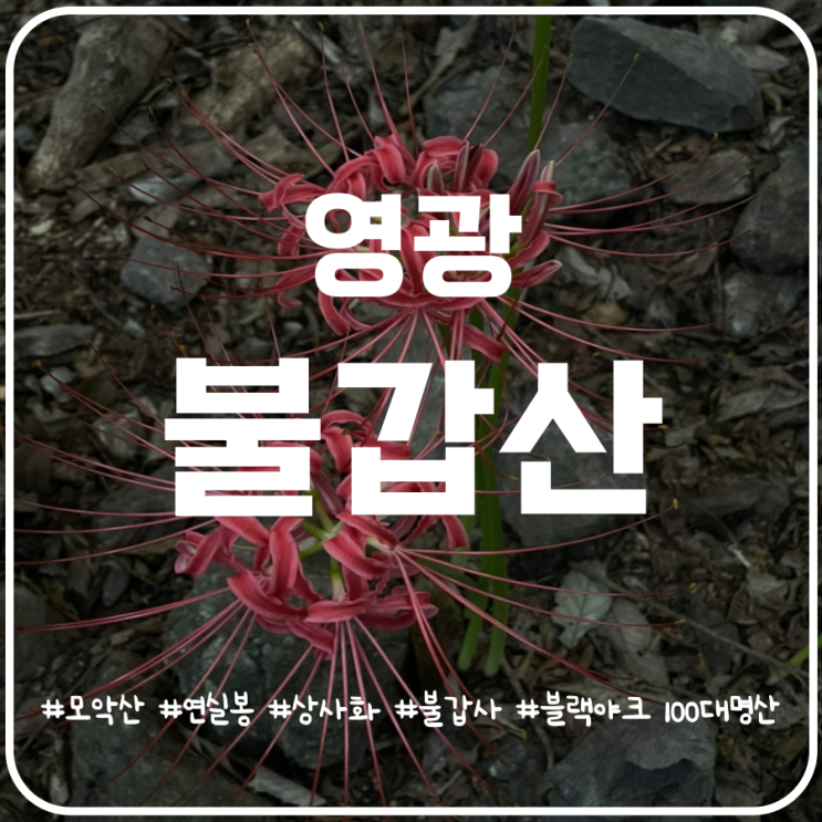 불갑산 상사화축제 등산코스 및 상사화 실시간 개화율 불갑산 상사화축제 등산코스 및 상사화 실시간 개화율