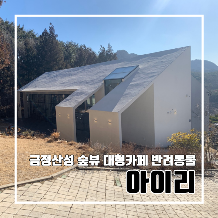  금정산성 진정한 숲뷰 아이리 카페 l 편백나무숲 반려동물동반 산책 주차