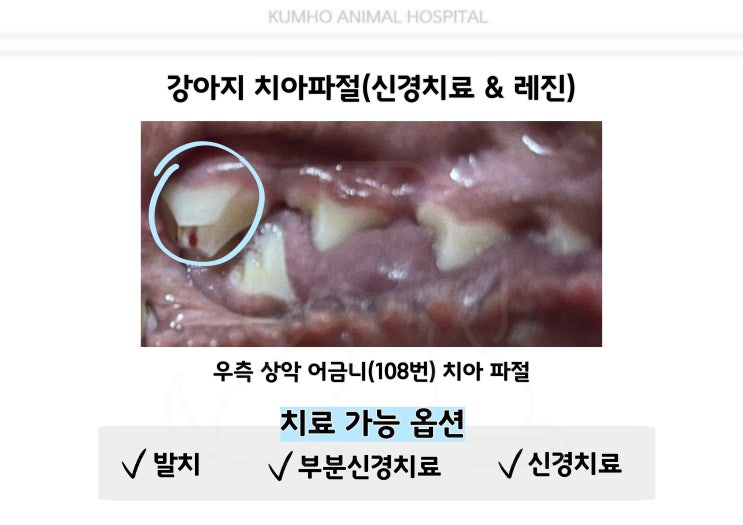  광주 강아지 치과 - 4살 강아지의 치아파절로 인한 신경치료 Case [광주 치과 동물병원, 금호동 동물병원, 강아지 치아파절, 강아지 신경치료, 강아지 레진]