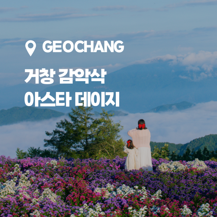  보라빛 세상, 거창 감악산 아스타 국화