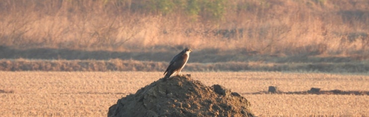  참매(Accipiter gentilis), 자연의 사냥꾼 – 그들의 생태와 놀라운 능력