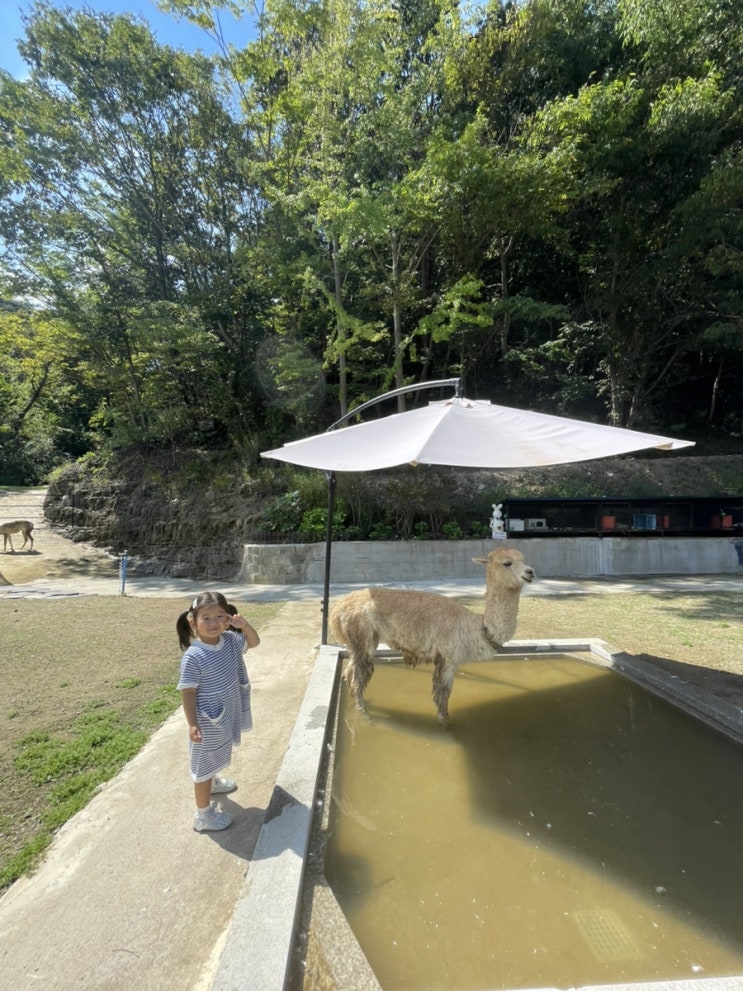  진주 아기랑 이색카페, 알파카를 볼 수 있는 집현다방