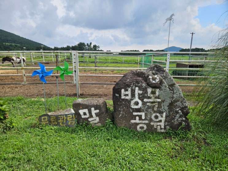  제주도 말체험 승마체험 무료관람 말방목공원 제주 동쪽 놀거리 볼거리