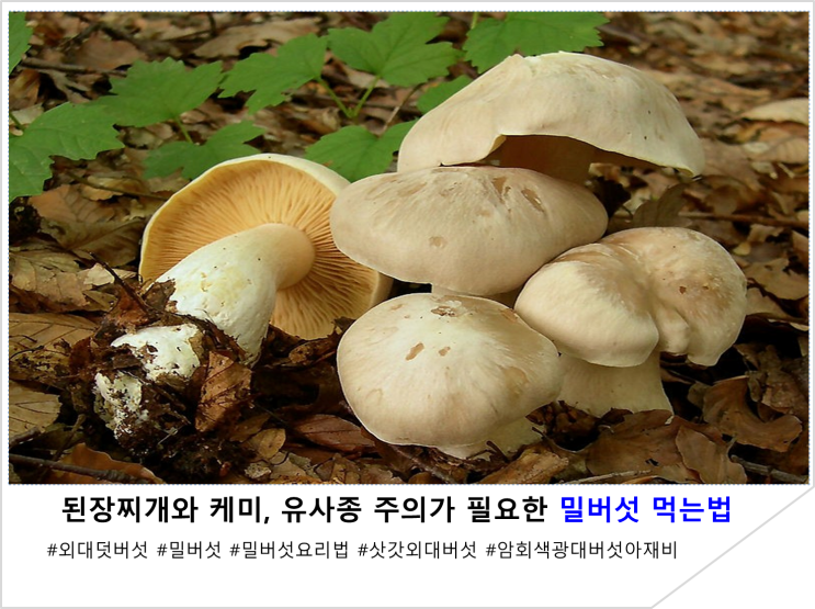  된장찌개와 케미, 유사종 주의가 필요한 밀버섯 먹는법