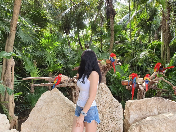  멕시코 칸쿤 스칼렛 Xcaret 올인클루시브 다양한 액티비티 즐기기