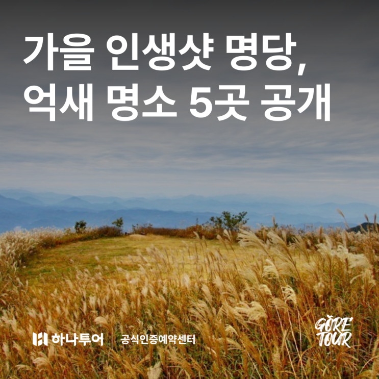  가을이 왔어요! 인생샷 명당, 억새 명소 5곳 공개
