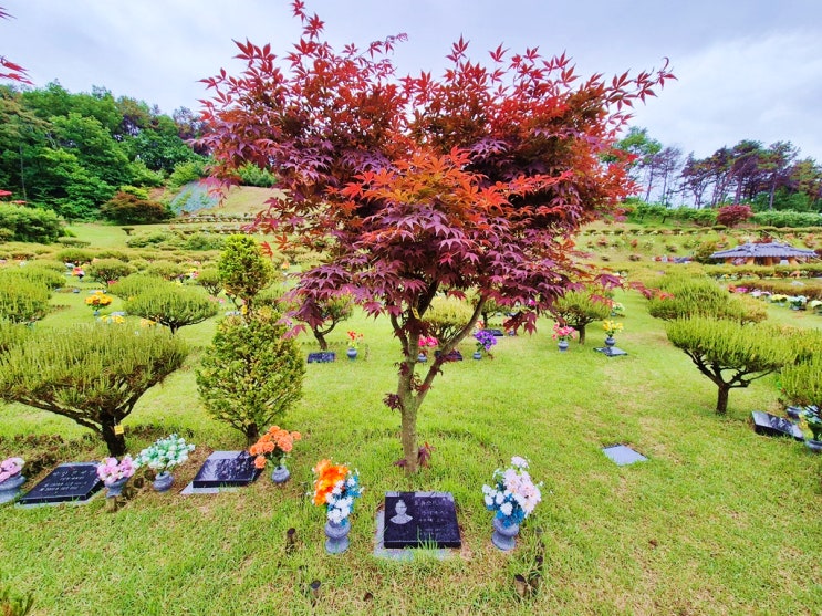  수목장 추모 의미 자세히