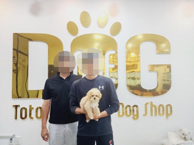  세종시 말티푸 분양 인기! 아버지와 아들이 만난 이쁜 말티푸 아가, 원독 애견샵 추천