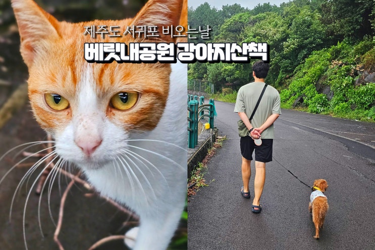  제주도 서귀포 비오는날 여행 제주 애견동반 관광지 강아지 산책