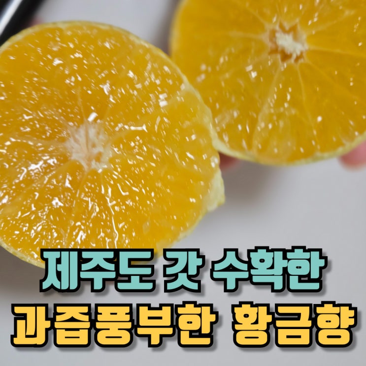  제주도에서 갓 수확한 과즙이 풍부한 황금향