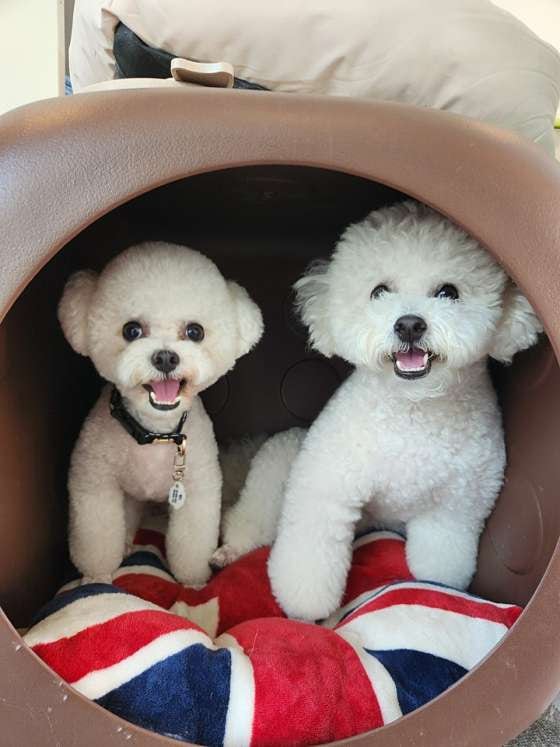 펫라운지 애견카페