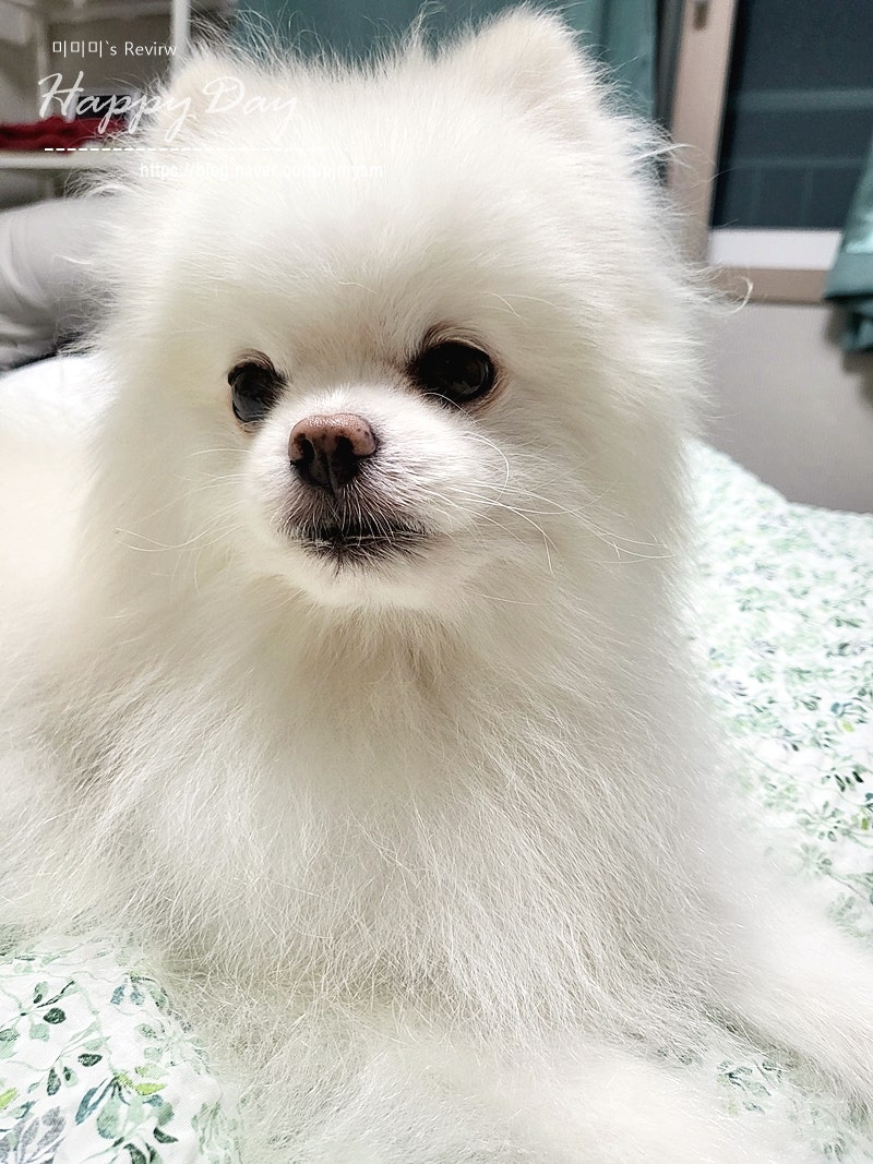 양주애견미용식당 바오미용 애견미용후기