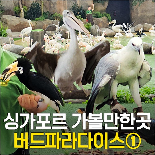  싱가포르 자유여행 버드파라다이스① 셔틀 트램, 공연 쇼 시간, 점심 식당