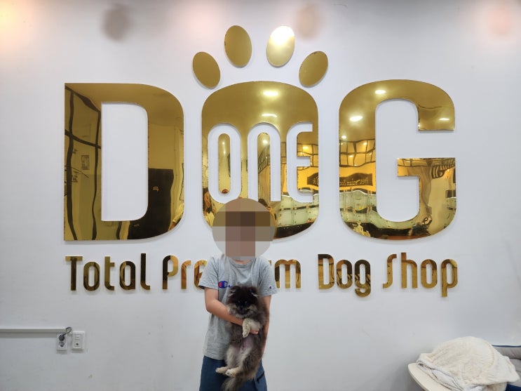  원독 강아지분양센터에서 만나는 블랙탄 포메라니안! 세종시 최고의 선택