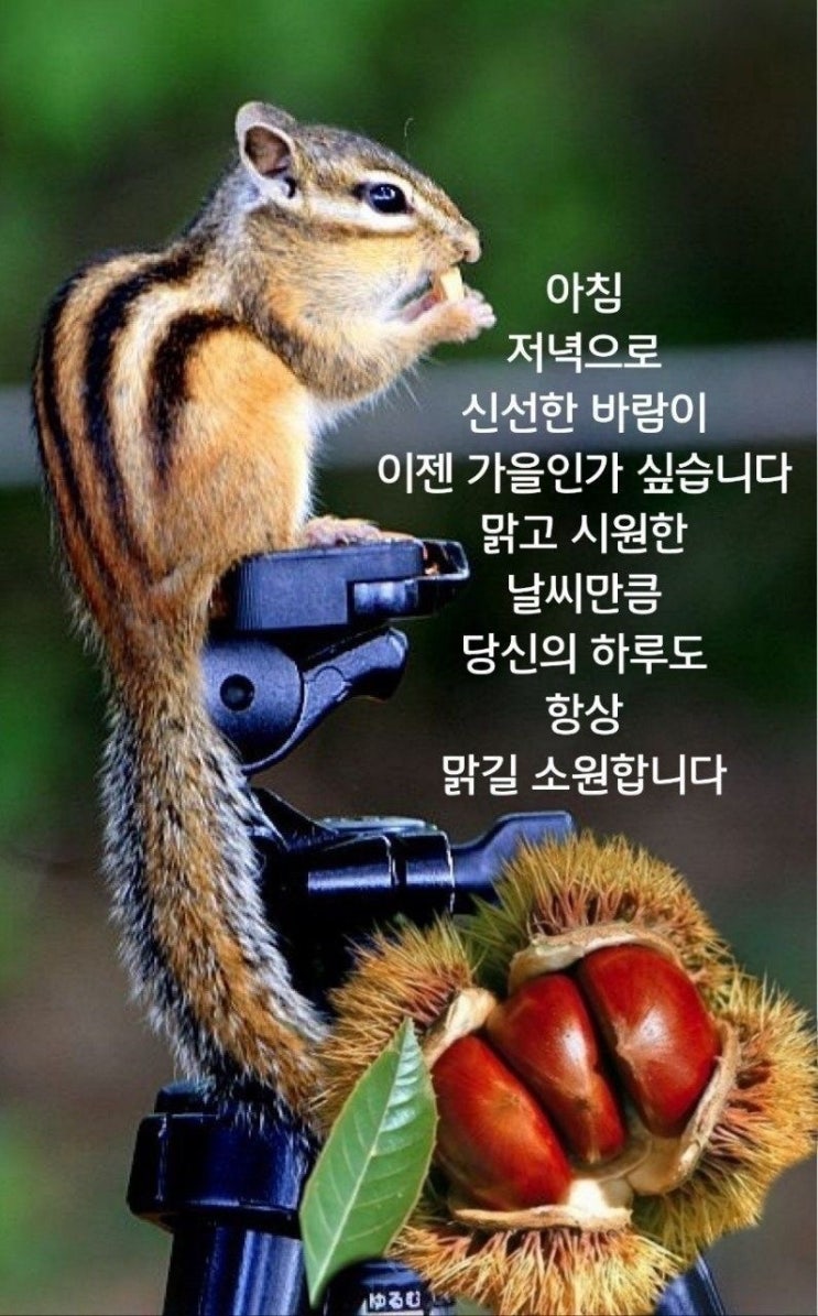  9월 월요일 가을 아침인사, 예쁜 가을 되세요 카톡 좋은글 이미지