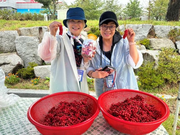제9회 지리산 함양 백전 오미자축제 + 천년 숲 상림 꽃무릇 + 극한 호우 용추폭포